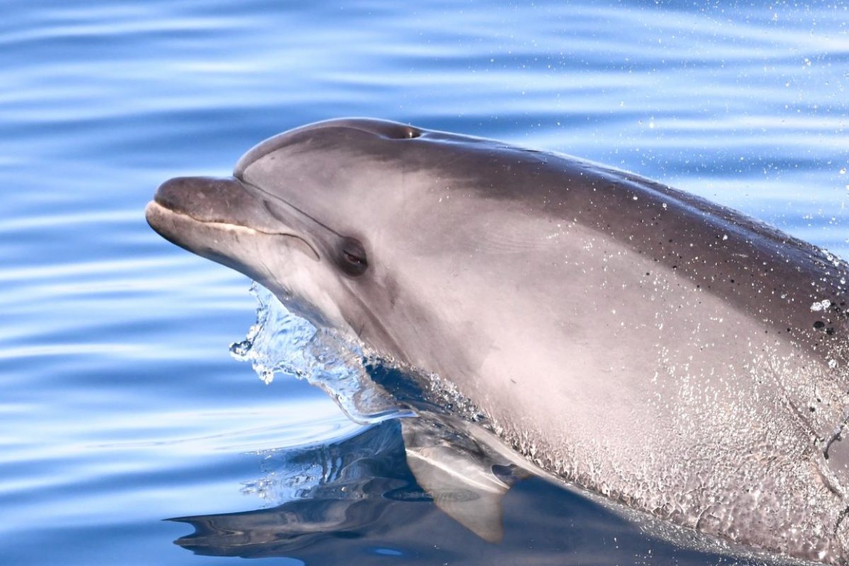 grand dauphin croisiere decouverte baleines et dauphins canet en roussillon golfe du lion navivoile