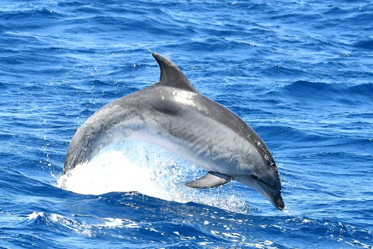 grand dauphin croisiere decouverte baleines et dauphins canet en roussillon navivoile