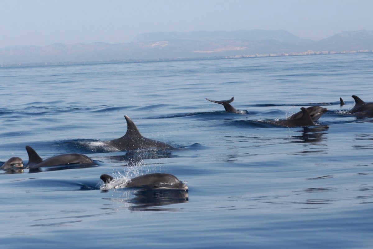 grands dauphins eu large de canet en roussillon observé lors d'une croisière découverte baleines et dauphins à bord du catamaran navivoile