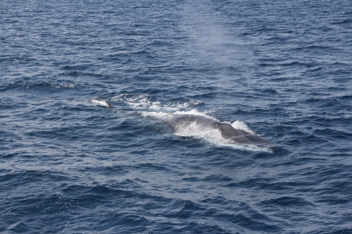 rorqual commun curieux de notre présence tableau arrière catamaran navivoile à canet en roussillon croisière découverte baleines et dauphins