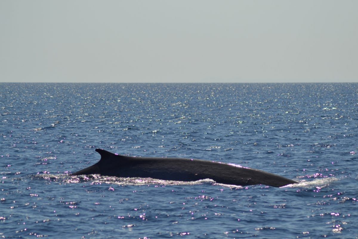 rorqual commun observé au cours d'une croisière découverte baleines et dauphins au large de canet en roussillon à bord du navivoile