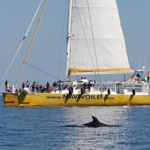 catamaran navivoile sortie a la rencontre du grand dauphin au depart de port vendres ou canet en roussillon navivoile et aileron de dauphin