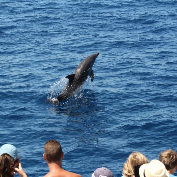 observation du grand dauphin au départ de canet en roussillon à bord du catamaran navivoile