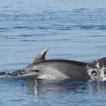 croisiere dauphins et escale collioure au depart de canet en roussillon