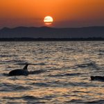 Catamaran NAVIVOILE_canet en roussillon_observation du grand dauphin et coucher de soleil