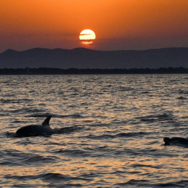 Catamaran NAVIVOILE_canet en roussillon_observation du grand dauphin et coucher de soleil