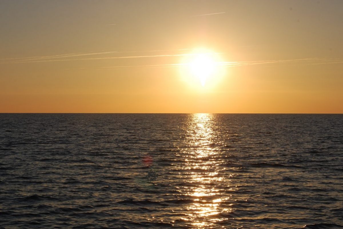 Observation du Grand dauphin au lever du soleil au départ de Canet en Roussillon à bord du catamaran navivoile aurore