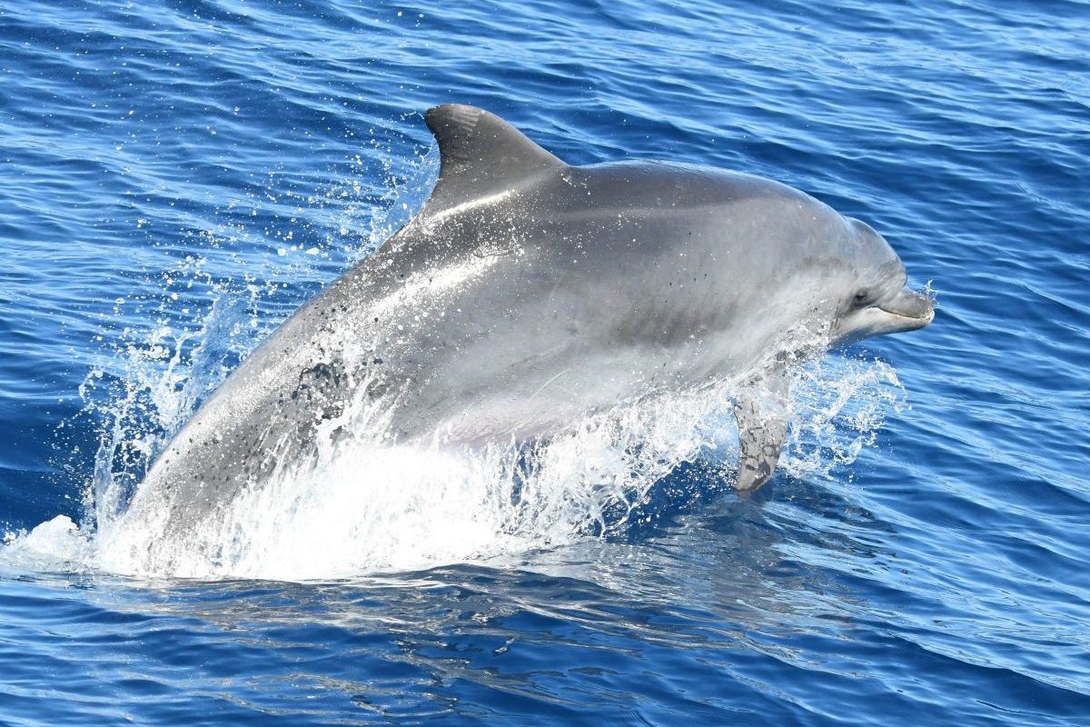 croisiere dauphins avec escale port vendres et collioure depart canet en roussillon destination collioure