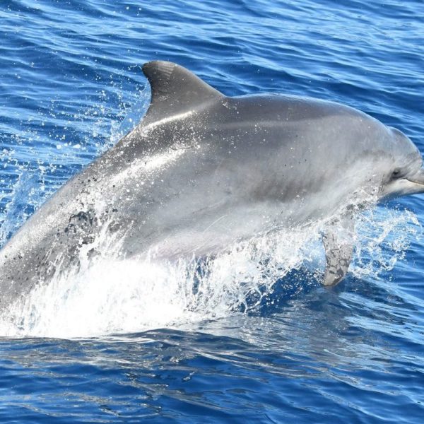 croisiere dauphins avec escale port vendres et collioure depart canet en roussillon destination collioure