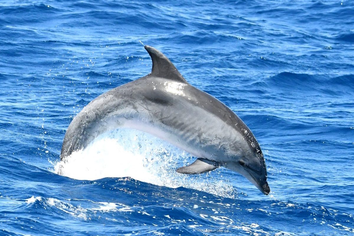 croisiere dauphins avec escale port vendres et collioure depart canet en roussillon saut tursiops