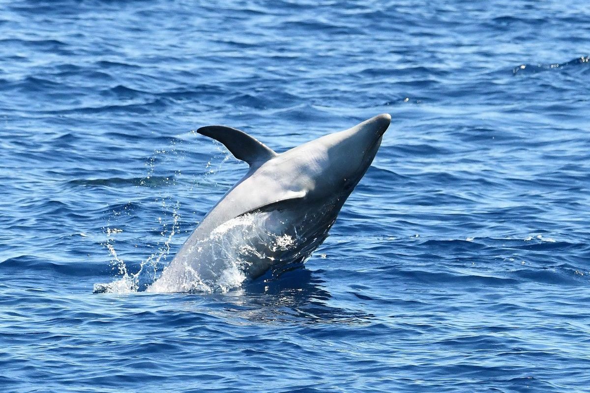 croisiere dauphins avec escale port vendres et collioure depart canet en roussillon tursiops truncatus