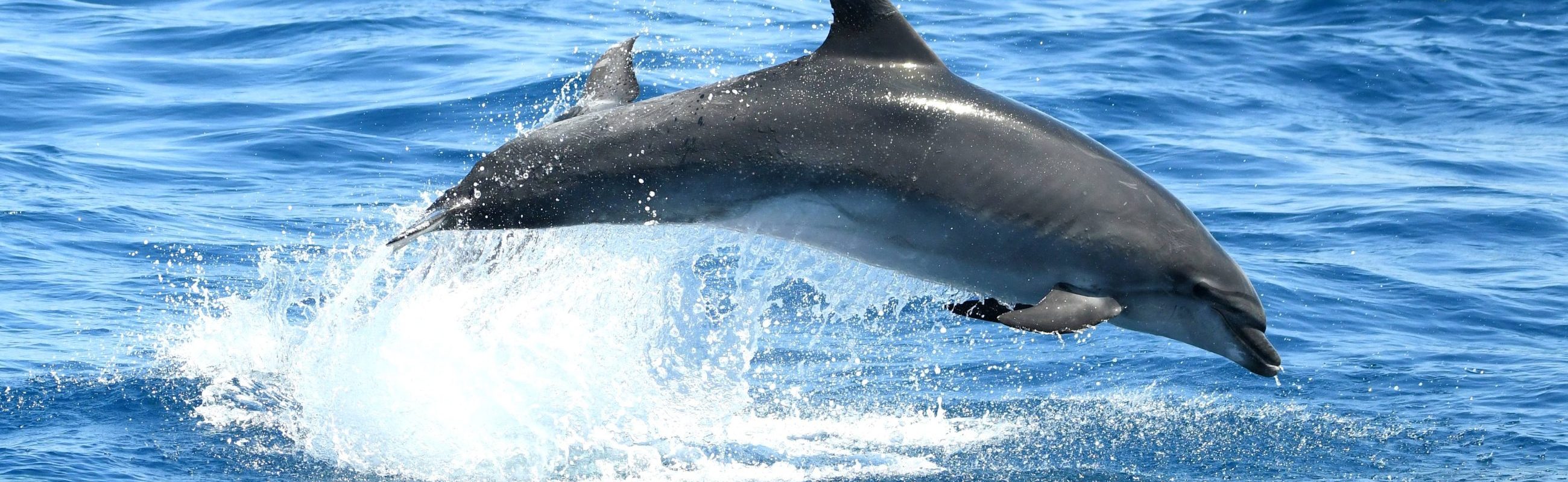 croisiere dauphins avec grillade et baignade au depart de canet en roussillon navivoile