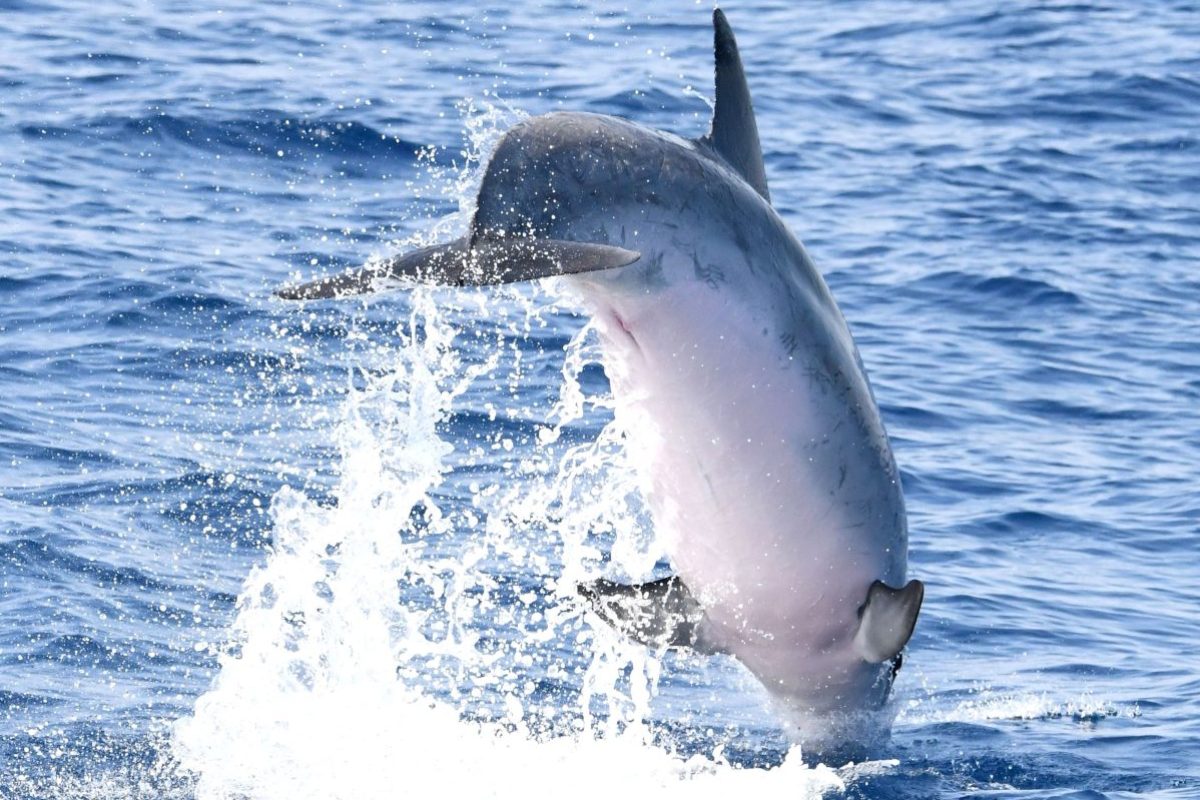 croisiere dauphins avec grillade et baignade au depart de canet en roussillon navivoile jump tursiops truncatus