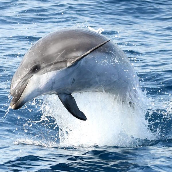 croisiere dauphins avec grillade et baignade au depart de canet en roussillon navivoile mare nostrum