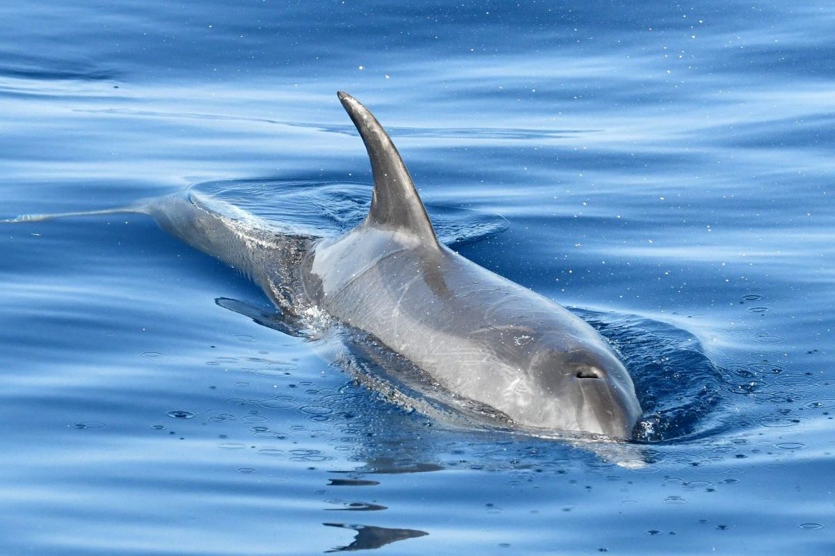 croisiere dauphins avec grillade et baignade au depart de canet en roussillon navivoile mer mediterranee