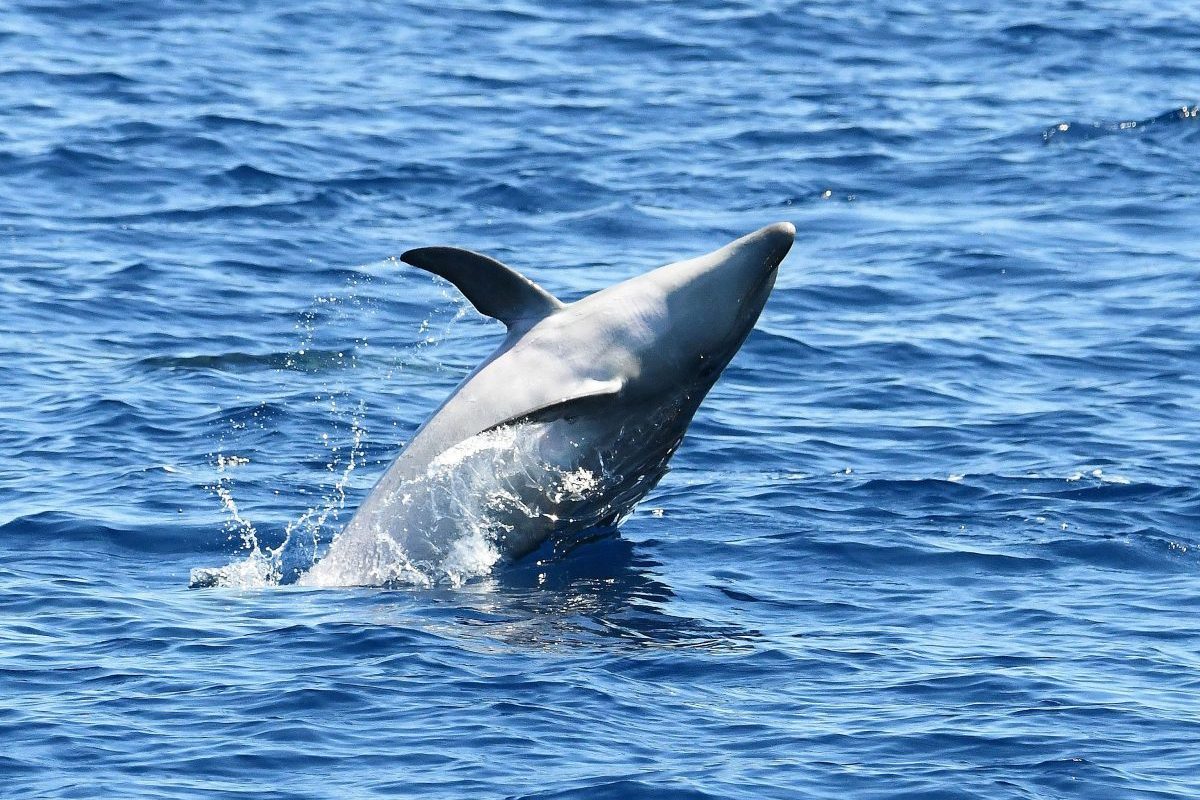 croisiere dauphins avec grillade et baignade au depart de canet en roussillon navivoile tursiops truncatus