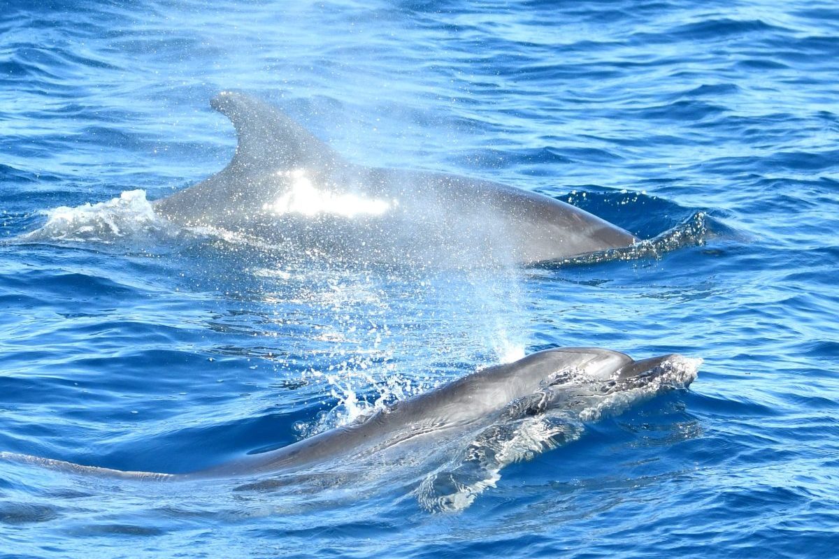 croisiere dauphins avec grillade et baignade au depart de canet en roussillon navivoile tursiops truncatus en binome